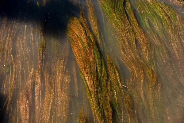 Pohled Vegetaci Plovoucí Řece — Stock fotografie