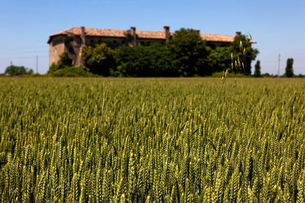 Зелене Пшеничне Поле Коливається Під Блакитним Небом Італії — стокове фото