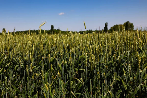 Green Wheat Field Swaying Breeze Blue Sky Italy — Stock Photo, Image