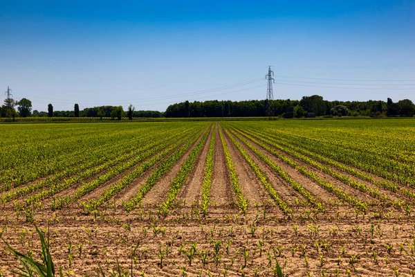 Campo Grano Verde Ondeggiante Nella Brezza Sotto Cielo Blu Italia — Foto Stock