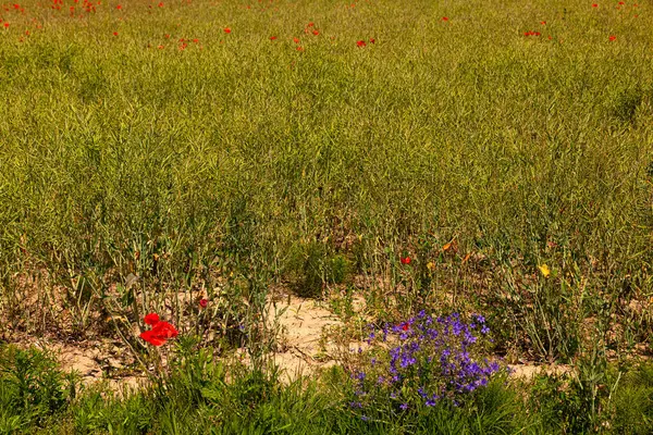 野生の花ポピー畑の眺め — ストック写真