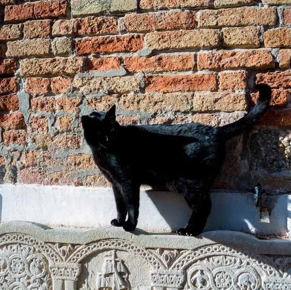 Gatto Nero Sulla Panchina Decorata — Foto Stock