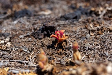 Mesembryanthemum kristal çiçeklerini kapatın. Büyük, parlak idrar kesesi hücreleri veya su kabuklarıyla kaplı, sıradan buz bitkisi, kristal buz bitkisi ya da buz bitkisi isimlerine yansıyan bir bitkidir.