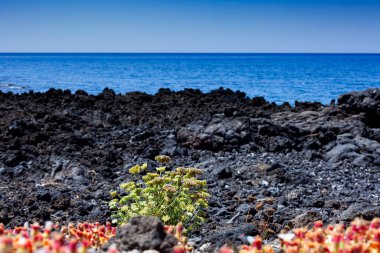 Denizin yanındaki lav kayasında yetişen kır çiçeklerinin manzarası, Linosa. Sicilya