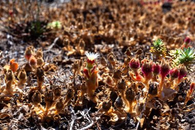 Mesembryanthemum kristal çiçeklerini kapatın. Büyük, parlak idrar kesesi hücreleri veya su kabuklarıyla kaplı, sıradan buz bitkisi, kristal buz bitkisi ya da buz bitkisi isimlerine yansıyan bir bitkidir.