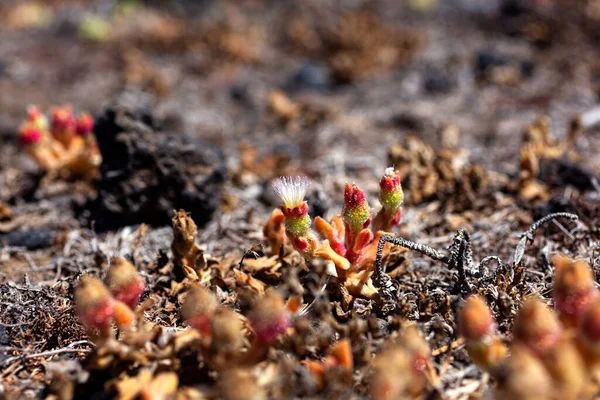 Mesembryanthemum kristal çiçeklerini kapatın. Büyük, parlak idrar kesesi hücreleri veya su kabuklarıyla kaplı, sıradan buz bitkisi, kristal buz bitkisi ya da buz bitkisi isimlerine yansıyan bir bitkidir.
