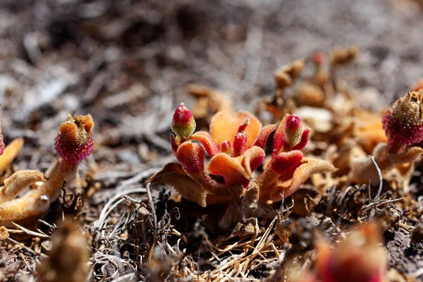 Közelről Mesembryanthemum Kristályvirág Egy Leborult Zamatos Növény Borított Nagy Csillogó — Stock Fotó