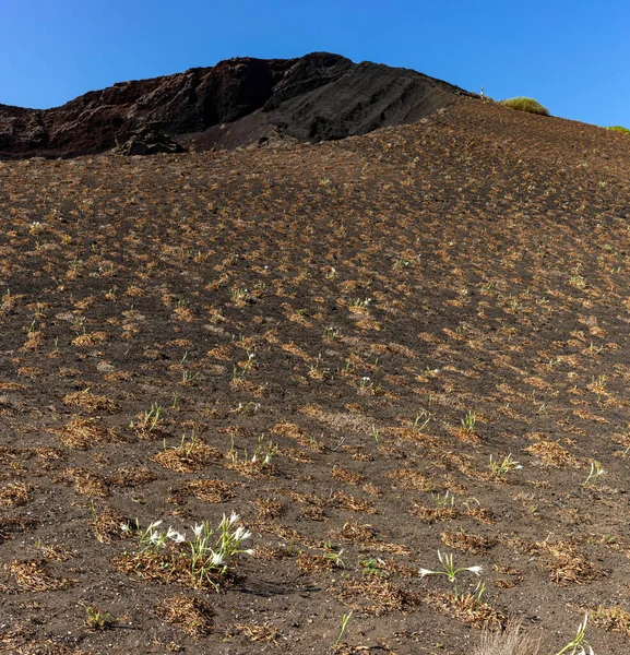 View Expanse Pancratium Maritimum Sea Daffodil Linosa Field — Stock Photo, Image