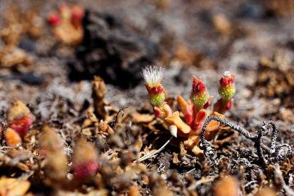 Mesembryanthemum kristal çiçeklerini kapatın. Büyük, parlak idrar kesesi hücreleri veya su kabuklarıyla kaplı, sıradan buz bitkisi, kristal buz bitkisi ya da buz bitkisi isimlerine yansıyan bir bitkidir.