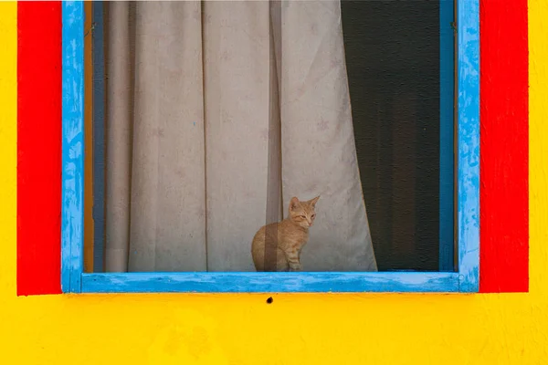Renkli Bir Evin Penceresinde Oturan Kedi Sarı Kırmızı Mavi Renklere — Stok fotoğraf