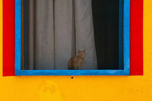 Kat Zittend Achter Het Raam Van Een Kleurrijk Huis Beschilderd — Stockfoto