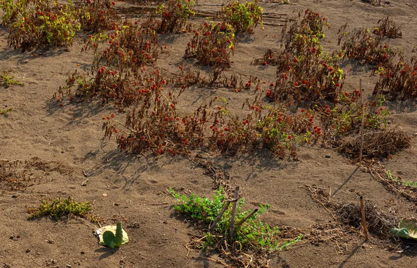 Καλλιεργώντας Ντομάτες Έναν Κάπως Άγριο Θάμνο Έναν Αντισυμβατικό Κήπο Linosa — Φωτογραφία Αρχείου