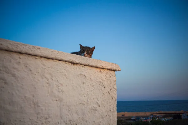 Europese Wilde Kat Witte Muur Tegen Een Blauwe Lucht Linosa — Stockfoto