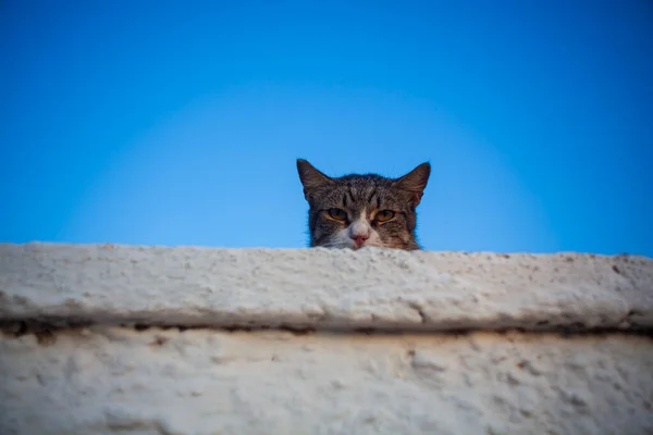 Gatto Selvatico Europeo Sul Muro Bianco Contro Cielo Blu Linosa — Foto Stock