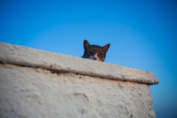 Europäische Wildkatze Der Weißen Wand Vor Blauem Himmel Linosa — Stockfoto