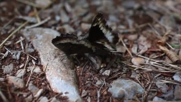 Couple White Admiral Butterfly Flirting Ground — Stock Video