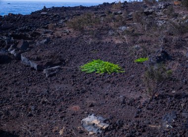 Sicilya 'daki kayalıklarda bulunan kapari manzarası.