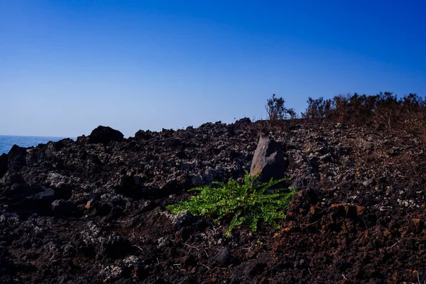 Veduta Della Pianta Dei Capperi Sulle Rocce Laviche Sicilia — Foto Stock