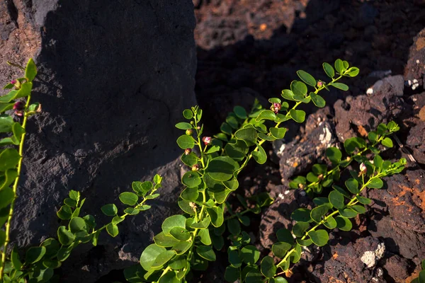 Close Van Capers Plant Lava Rotsen Sicilië — Stockfoto