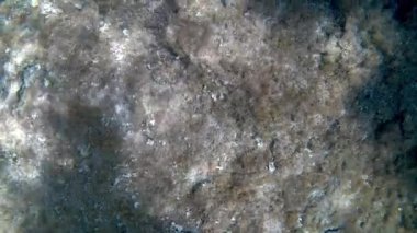 Hermodice carunculata, sakallı ateş solucanı, bir tür deniz kılkurdu. Linosa