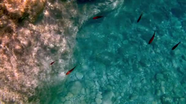 Chromis Chromis Damselfish Group Подводное Видео Линозе — стоковое видео