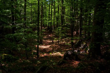 Beech in the Sovenia mountain near Lokve