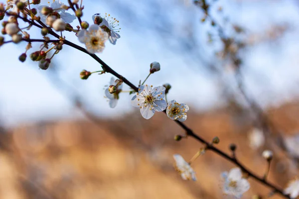 Close Beautiful Branch Tree Almond Blossoms Strunjan Slovenia — Zdjęcie stockowe