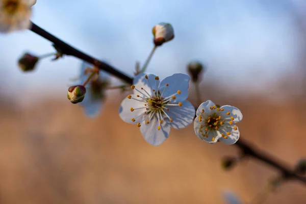 Close Beautiful Branch Tree Almond Blossoms Strunjan Slovenia — Fotografia de Stock