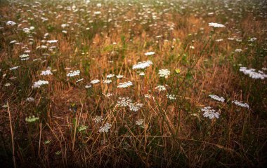Meadow covered by Umbelliferae flowers family in the summer season