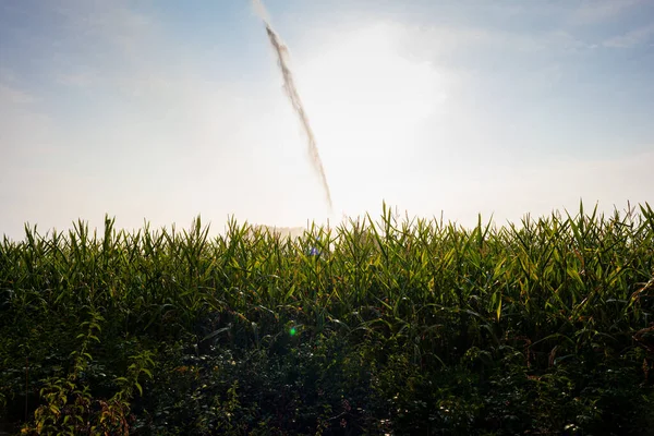 Вид Всплеск Воды Ирригационной Системы Кукурузном Поле Пути Сен Жак — стоковое фото