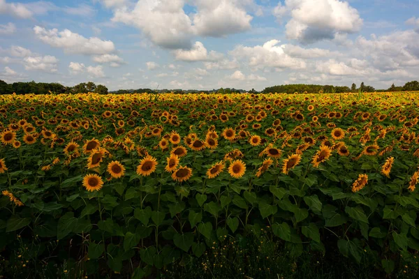 Real Panorama Landscape Sunflower Fields Cloudy Sky Way Saint Jacques — Zdjęcie stockowe