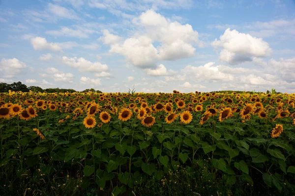 Real Panorama Landscape Sunflower Fields Cloudy Sky Way Saint Jacques — Fotografia de Stock