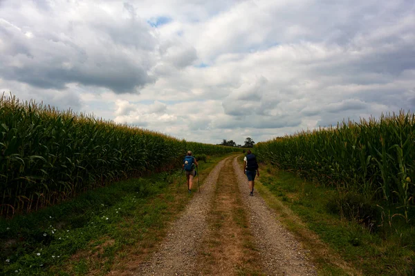 Pilgrims Walking Next Corn Field French Road Way James Called — Stockfoto