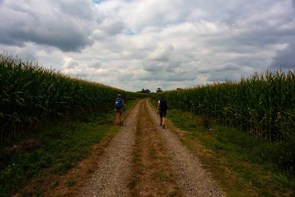 Pilgrims Walking Next Corn Field French Road Way James Called — Stockfoto