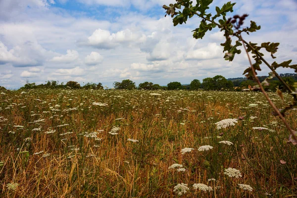 Медоу Вкрита Квітами Umbelliferae Літній Сезон — стокове фото