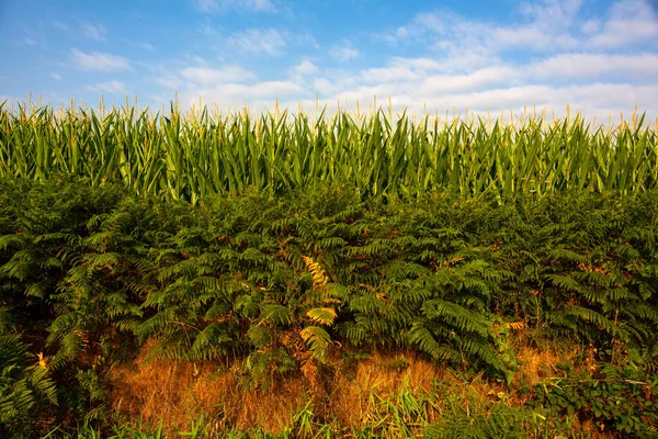 Вид Зеленое Кукурузное Поле Голубое Небо Дороге Сен Жак Пюи — стоковое фото