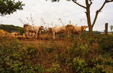 Cows herd on a grass field during the summer in the the Pyrenees Countryside