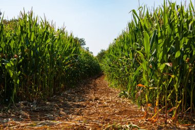 View of the Green corn field and blue sky along Le Puy Route. Way of St. James in France