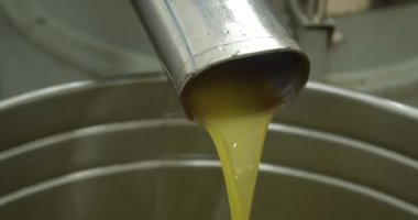 Değirmen endüstrisinin son borusundan yeşil zeytinyağı çıkıyor. Ekstra saf yağ akışı.