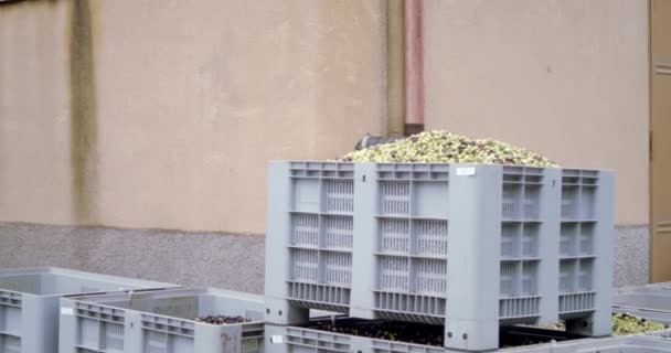 Vídeo Panorámico Cajas Aceitunas Máquina Descarga Orujo Oliva Sicilia Italia — Vídeos de Stock