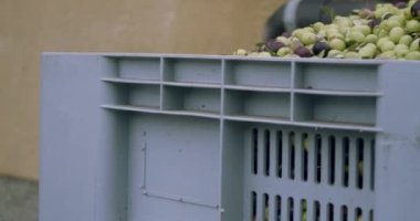 Zeytin kutularından Sicilya 'daki zeytin suyu boşaltma makinesine kadar video oynatıyorlar. İtalya