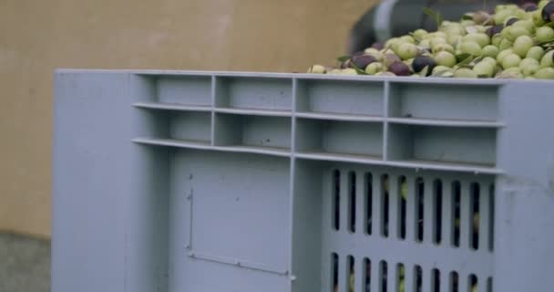 Filmik Panoramiczny Pudełek Oliwek Wytłoczyn Oliwek Sycylii Włochy — Wideo stockowe