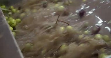Zeytin yağı fabrikası. Yağ değirmenindeki zeytin yıkama işlemi sırasında yavaş çekim