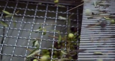 Zeytin yağı fabrikası. Sicilya 'daki yağ değirmeninde zeytin yıkama işlemi sırasında yavaş çekim.