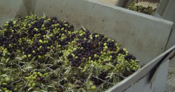 Aceitunas Verdes Negras Una Caja Grande Antes Separarse Las Hojas — Vídeo de stock