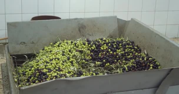 Aceitunas Verdes Negras Una Caja Grande Antes Separarse Las Hojas — Vídeos de Stock