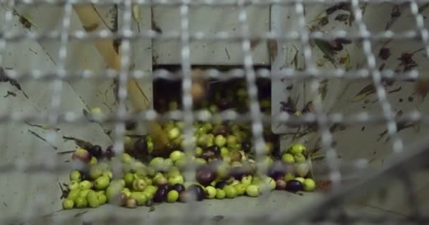 葉やブラシウッドから分離されたオリーブの加工を閉じます 現代の石油工場によって精製されるために 機械の中に落ちるオリーブ シチリア島のオリーブの収穫 イタリア — ストック動画