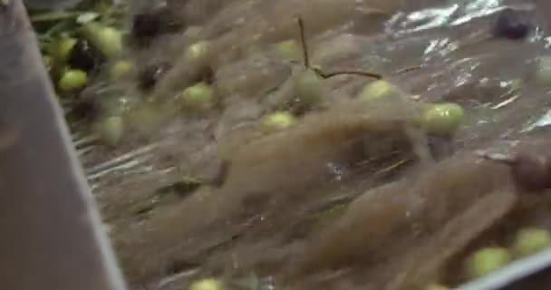 Fabbrica Olio Rallentare Processo Lavaggio Delle Olive Nel Frantoio Siciliano — Video Stock