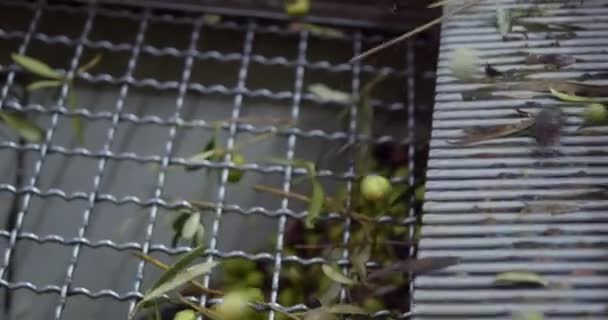 Zeytin Yağı Fabrikası Sicilya Daki Yağ Değirmeninde Zeytin Yıkama Işlemi — Stok video