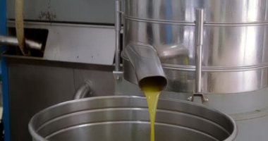 Değirmen endüstrisinin son borusundan yeşil zeytinyağı çıkıyor. Ekstra saf yağ akışı.